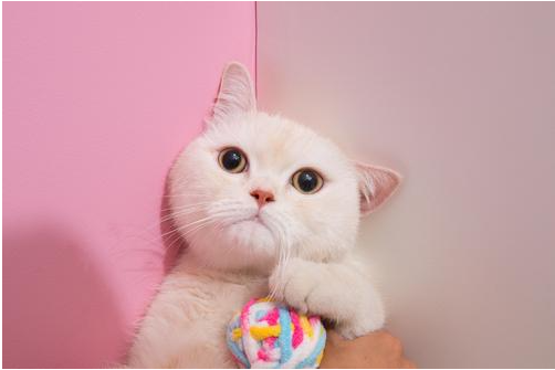 海拉尔宠物诊所 海拉尔宠物诊所